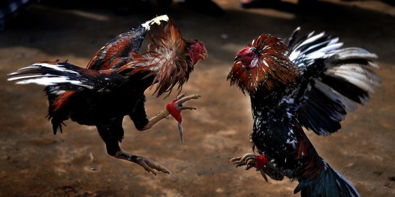 Khái niệm đá gà qua mạng