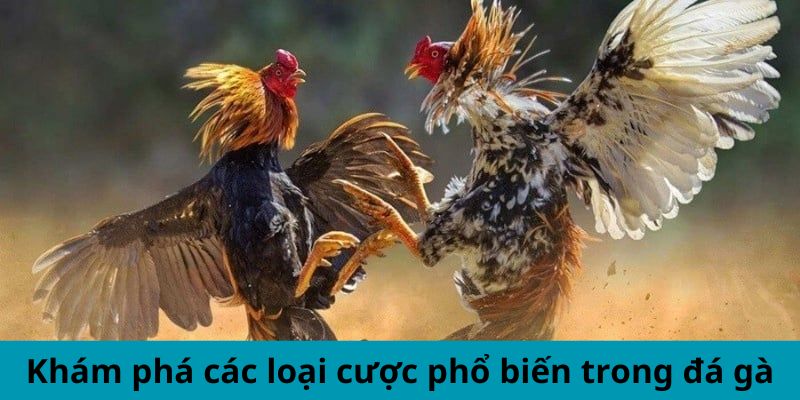 Khám phá các loại cược phổ biến trong đá gà