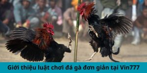 Giới thiệu luật chơi đá gà đơn giản tại Vin777