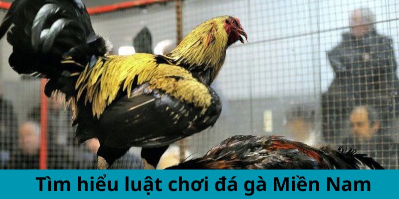 Tìm hiểu luật chơi đá gà Miền Nam