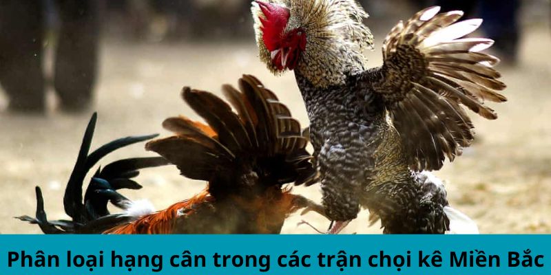 Phân loại hạng cân trong các trận chọi kê Miền Bắc